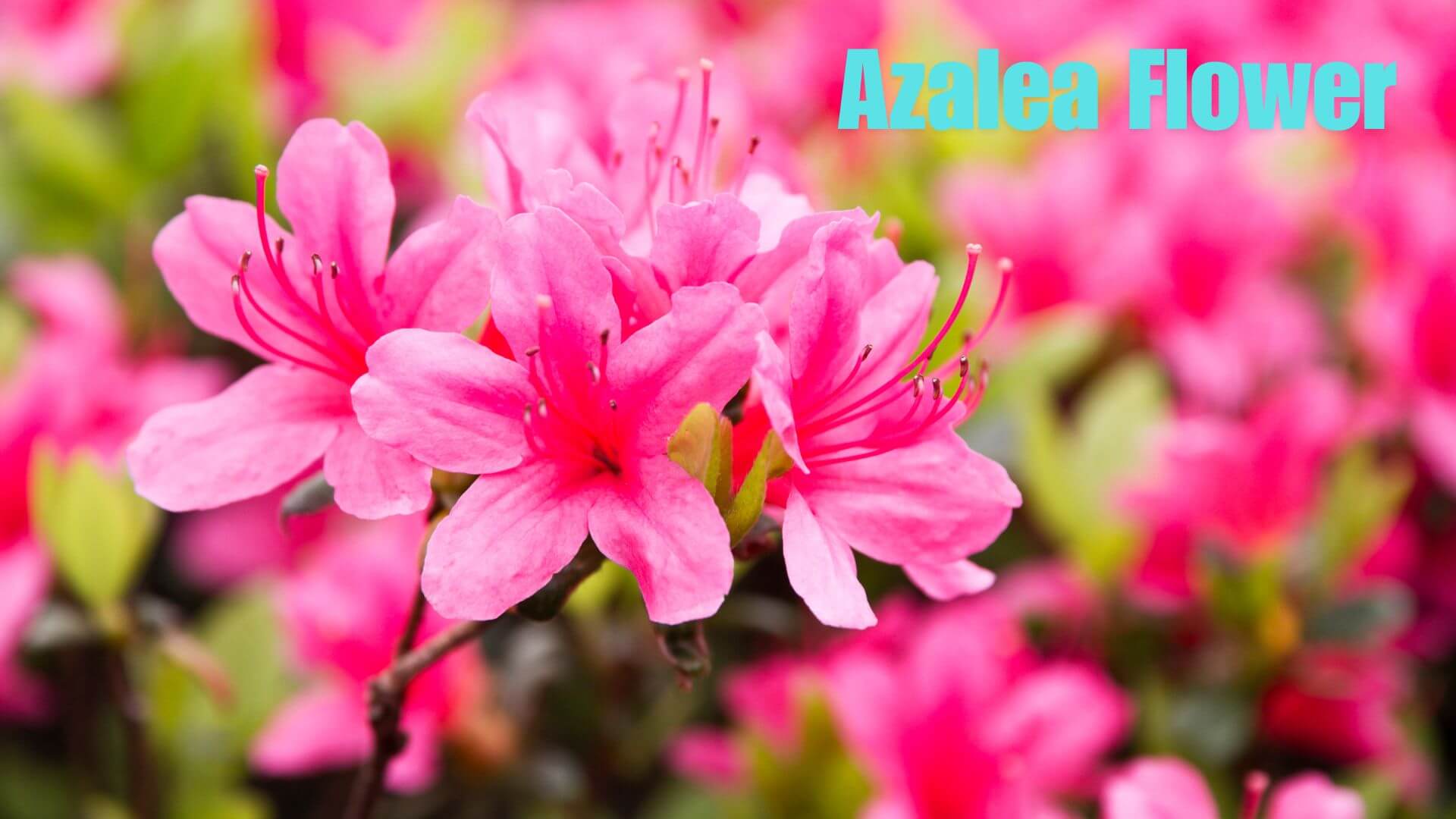 Why Is the Azalea Flower So Popular?