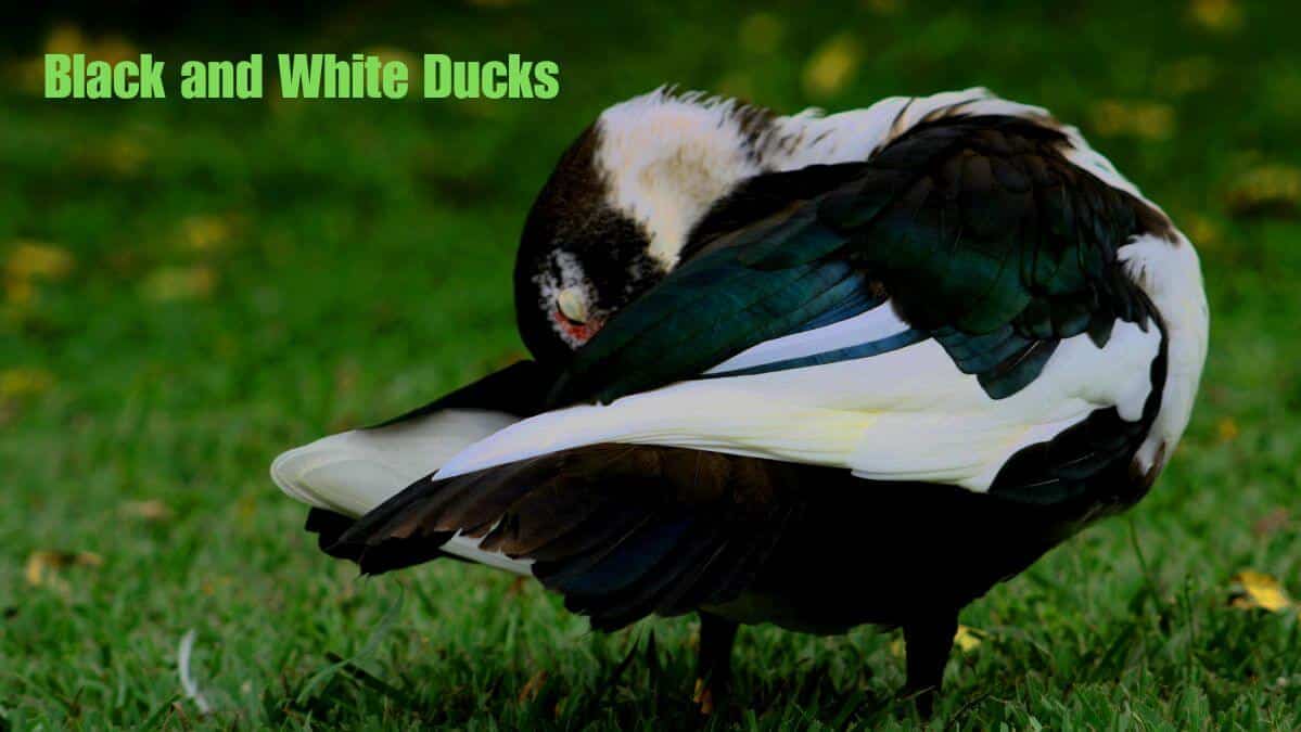 Black and White Ducks