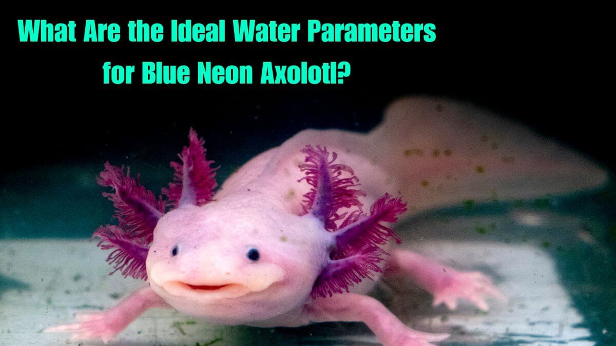 What Are the Ideal Water Parameters for Blue Neon Axolotl?