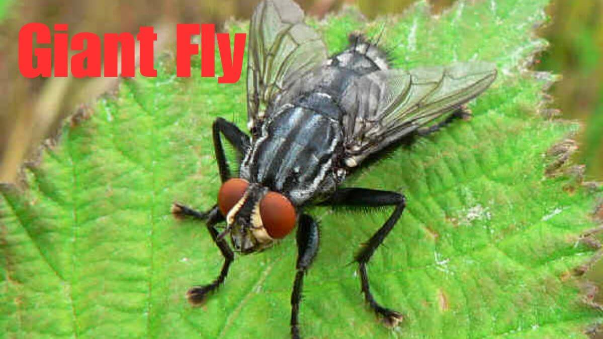 Exploring the Wonders of the Giant Fly