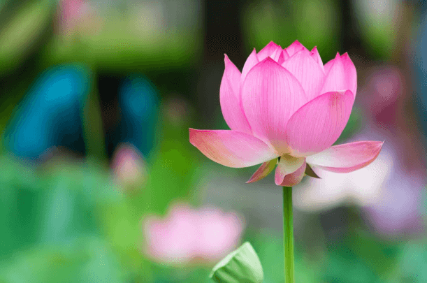 Pink Lotus Flower