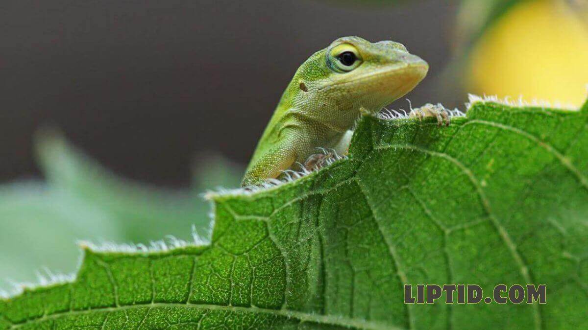 Anoli Species: Nature’s Colorful Lizard