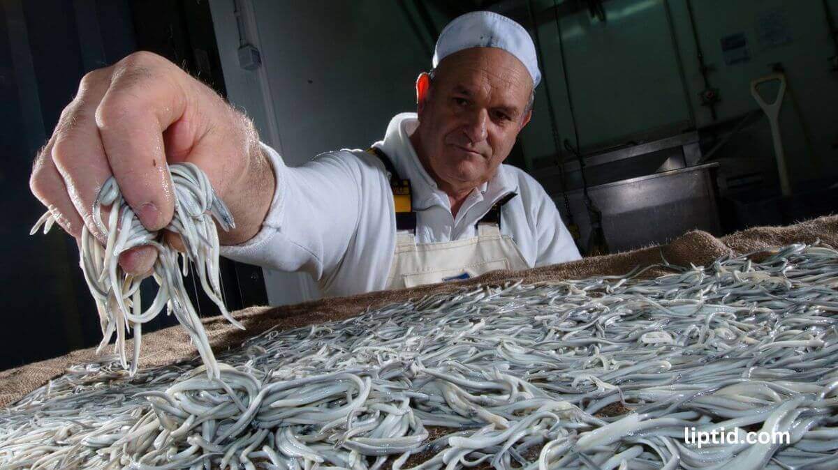 Baby Eels: A Delicacy with a High Price Tag