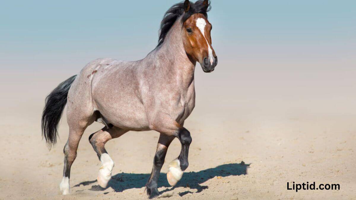 Bay Roan Horses: A Visual Guide