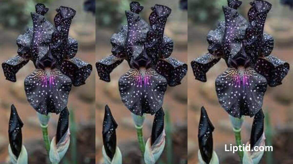 Black Widow Iris