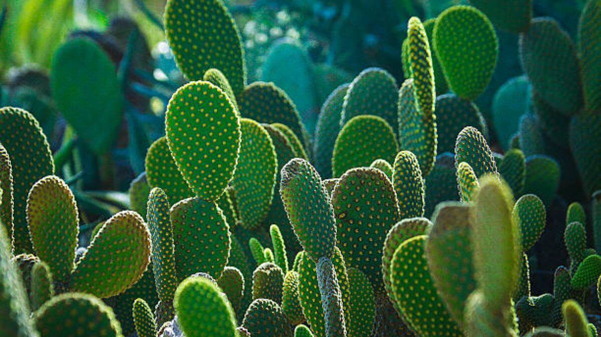 Discovering the Beauty of Cactus Green Combinations