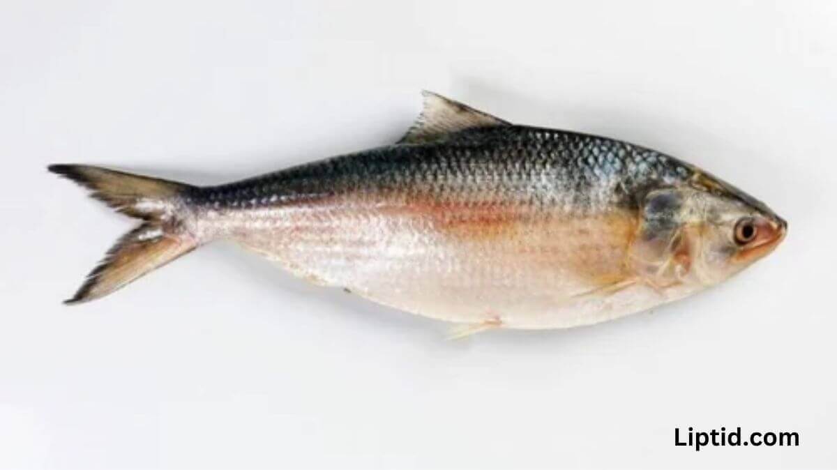 Hilsa Fish