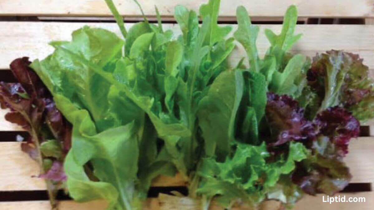 Mesclun