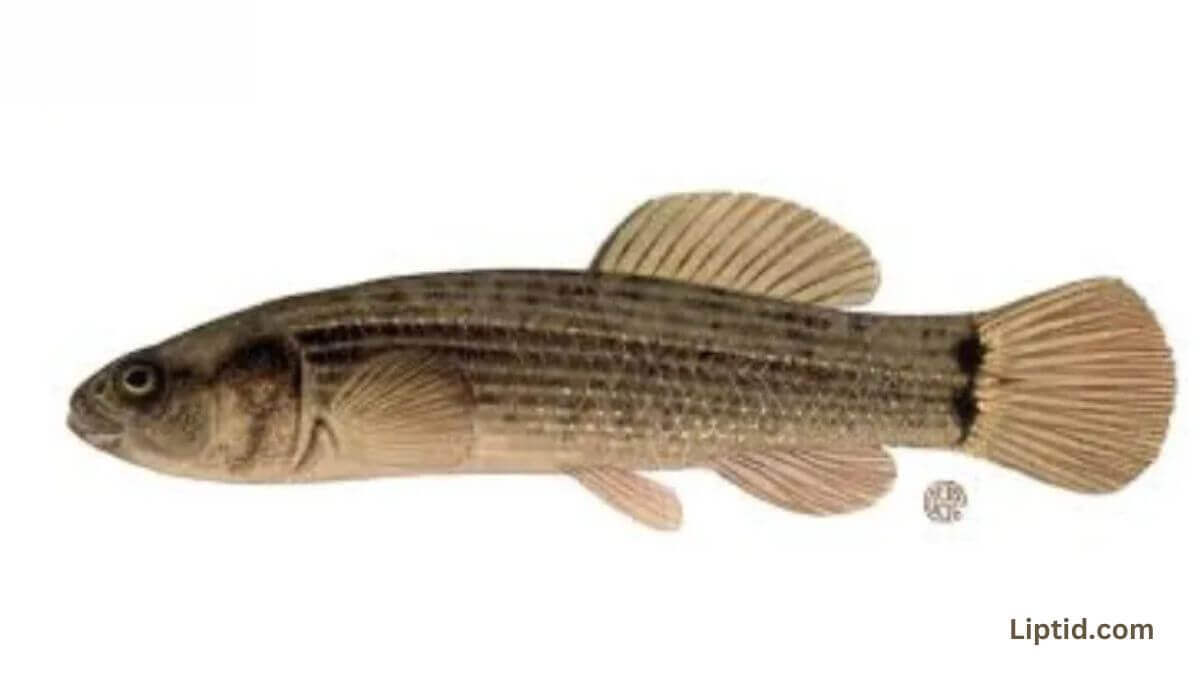 Mud Minnow