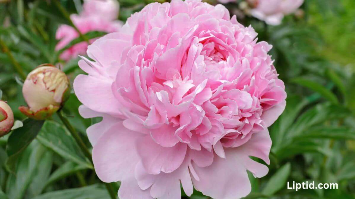 Peonia