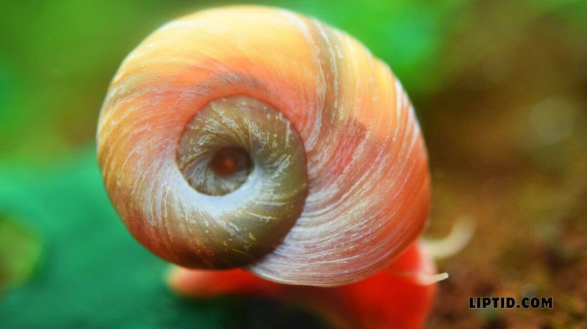 Ramshorn Snail