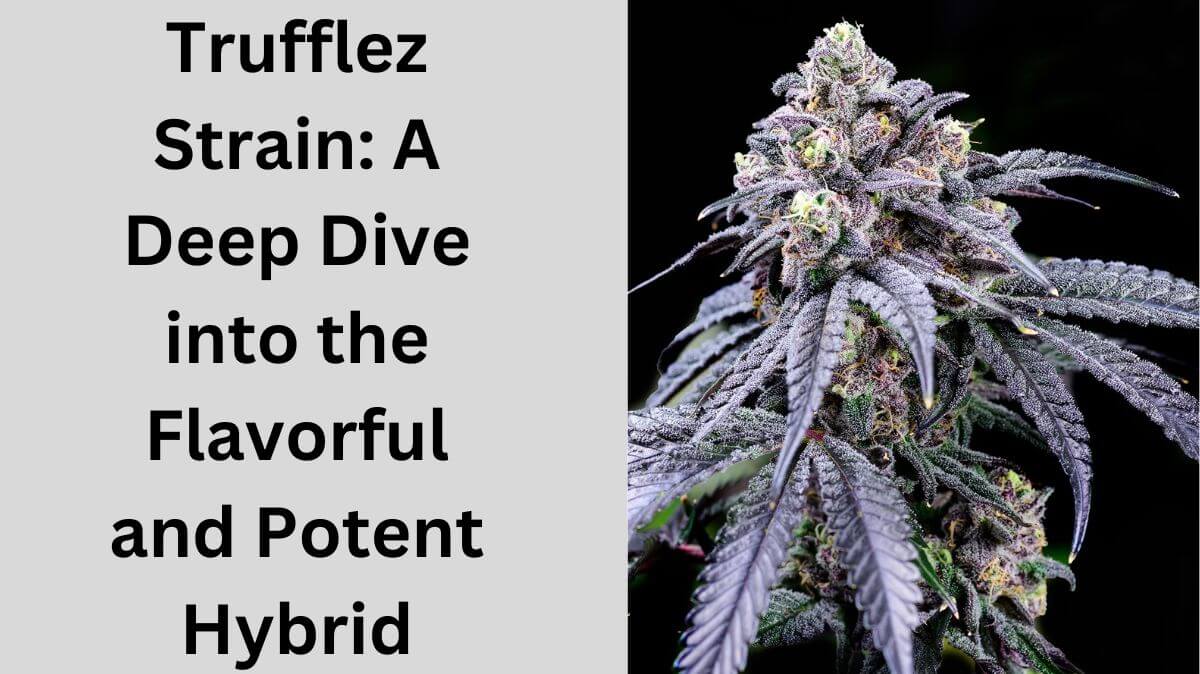 Trufflez Strain: A Deep Dive into the Flavorful and Potent Hybrid