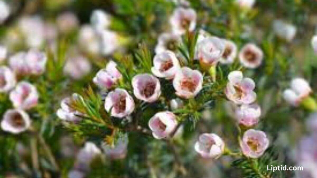 A Comprehensive Guide to Waxflower Cultivation