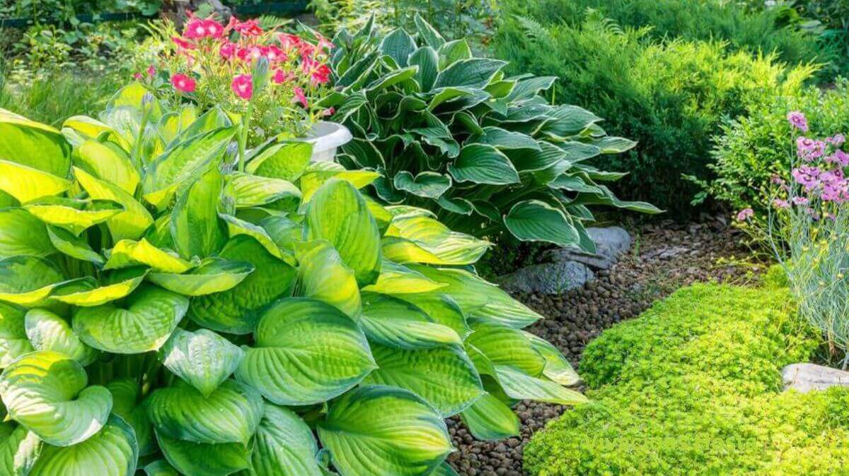 Vivacious Hosta